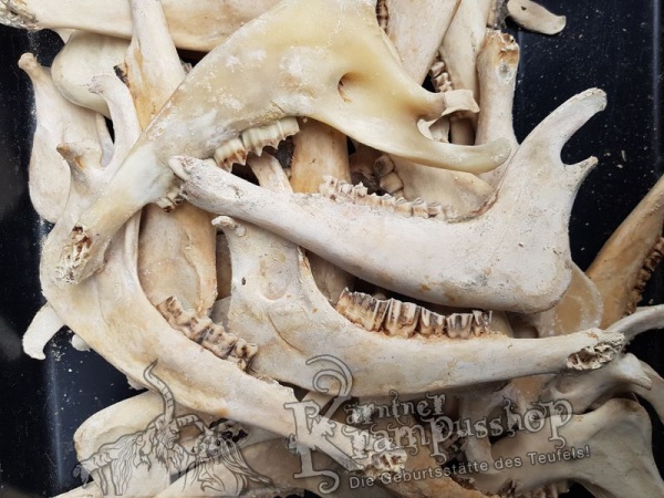 Kieferknochen Kiefer Naturfarbe