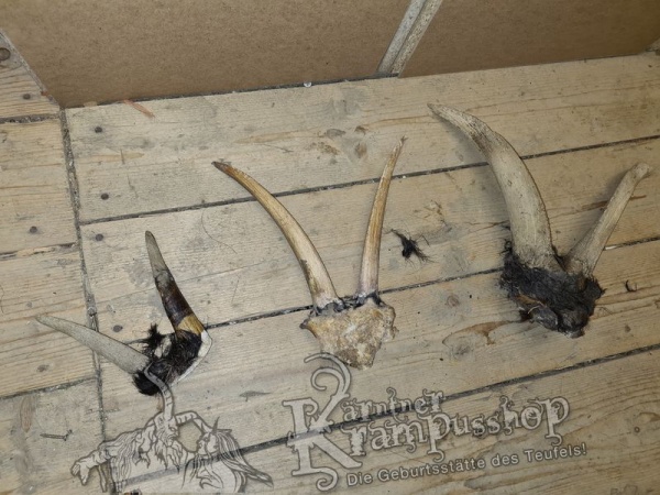 Ziegenbock Schädel Bastelknochen