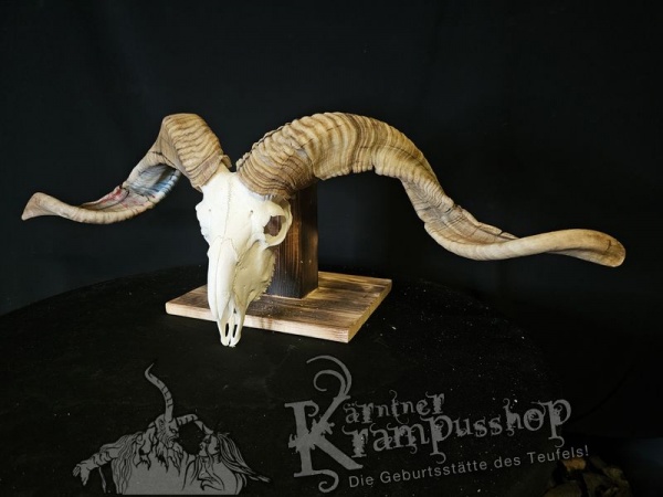 Hochland Widderhörner