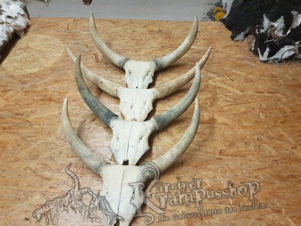 Schädelknochen vom Watussi