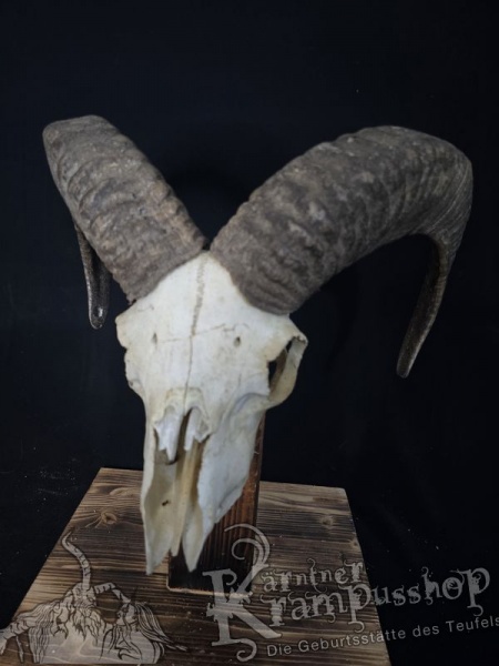 Mufflontrophäe