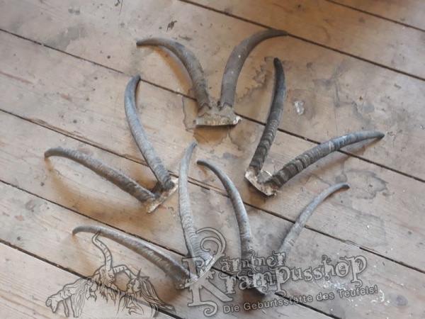 Gaiß Schädel Gross