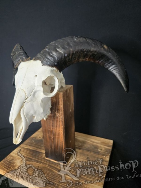 Haidschnucken Schädel