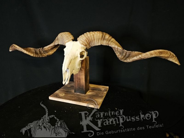 Hochland Widderhörner