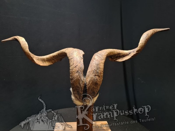 Ziegenbock mit Schädel aus der Region Apulien