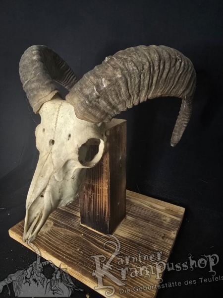 Mufflontrophäe