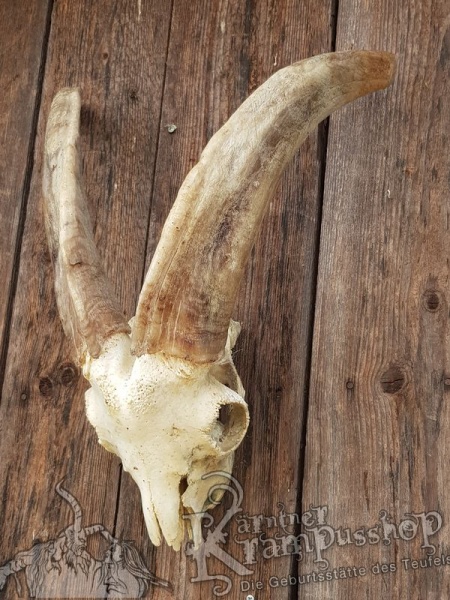 Schädel von der Ziege