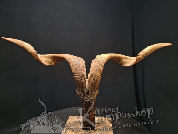 Ziegenbock mit Schädel aus der Region Apulien