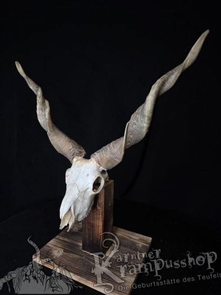 Zackelschaf Trophäe