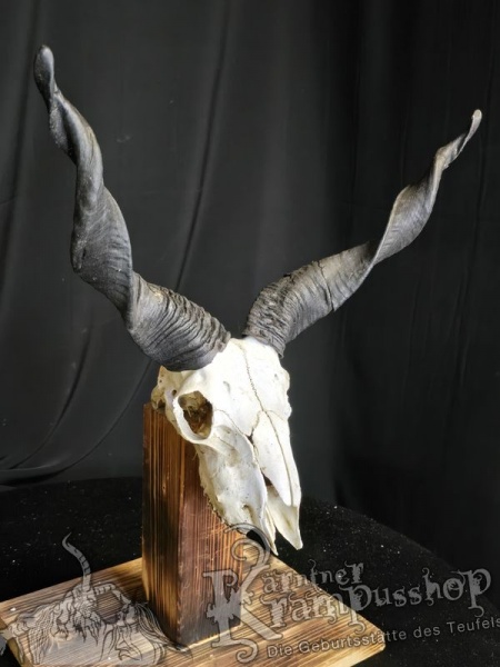 Zackelschaf Trophäe