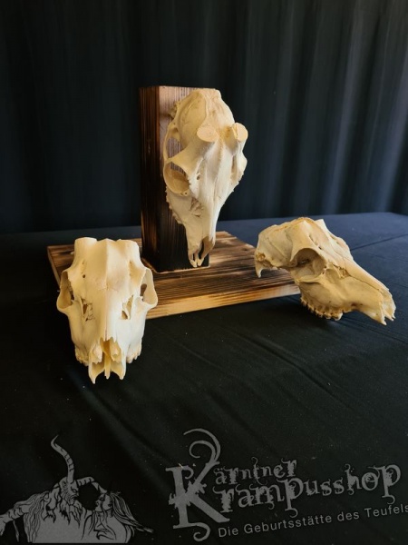 Reh Schädelknochen ohne Hörner