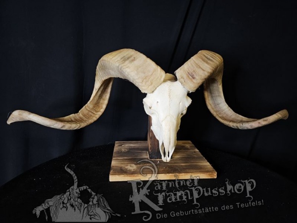 Hochland Widderhörner