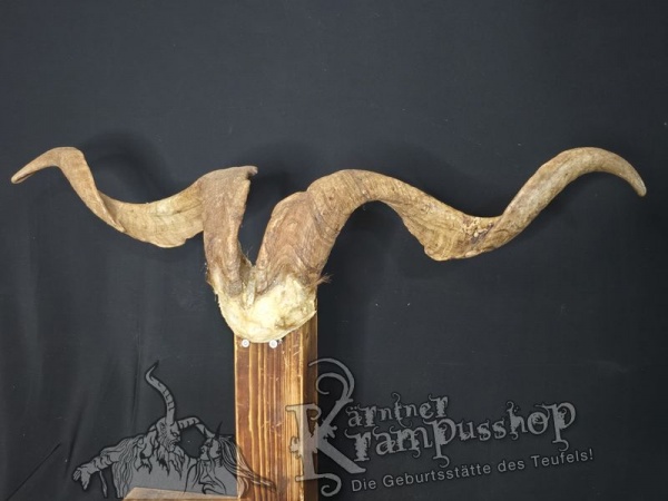 Ziegenbock mit Schädel aus der Region Apulien