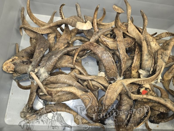 ANGEBOT Bockhörner mit Schädel Gemischt