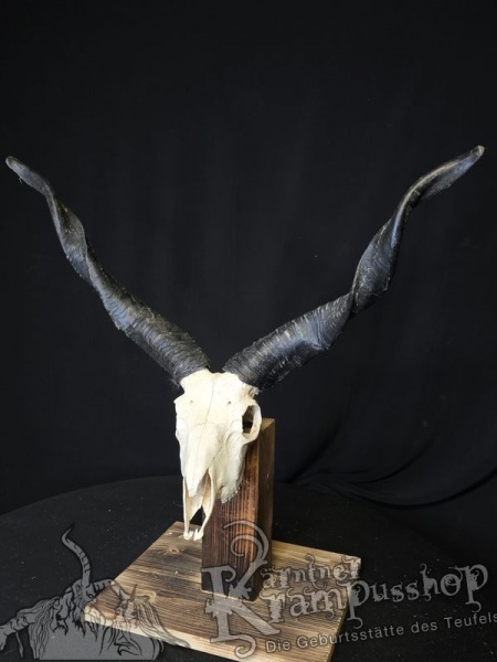 Zackelschaf Trophäe