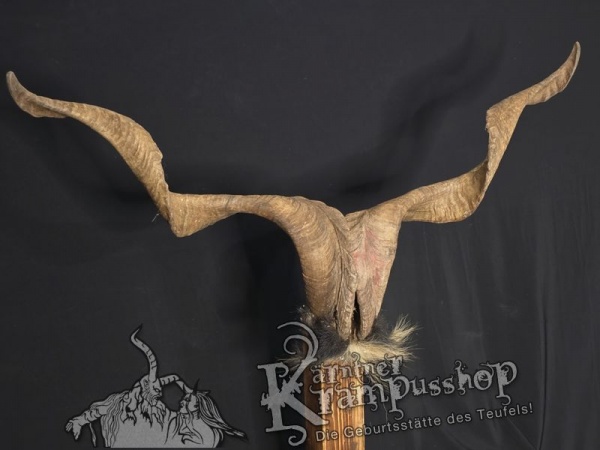 Ziegenbock mit Schädel aus der Region Apulien