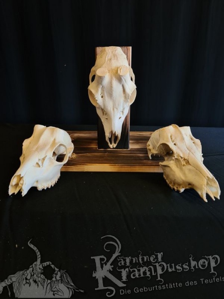 Reh Schädelknochen ohne Hörner