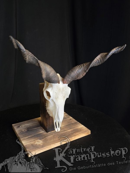 Zackelschaf Trophäe