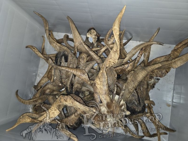 ANGEBOT Bockhörner mit Schädel Gemischt