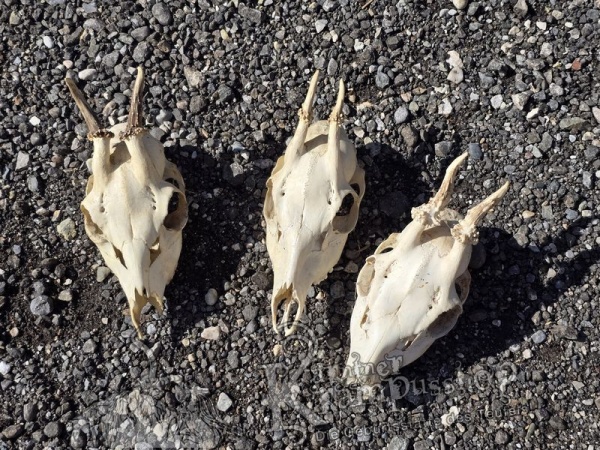 Reh Schädel mit Hörner Klein