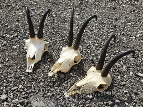Gams Schädel mit Hörner Gross