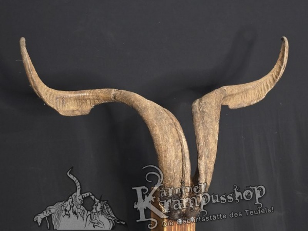 Ziegenbock mit Schädel aus der Region Apulien