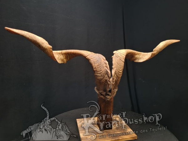 Ziegenbock mit Schädel aus der Region Apulien