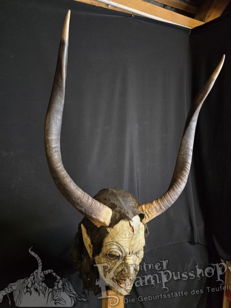Nyala Antilope gross