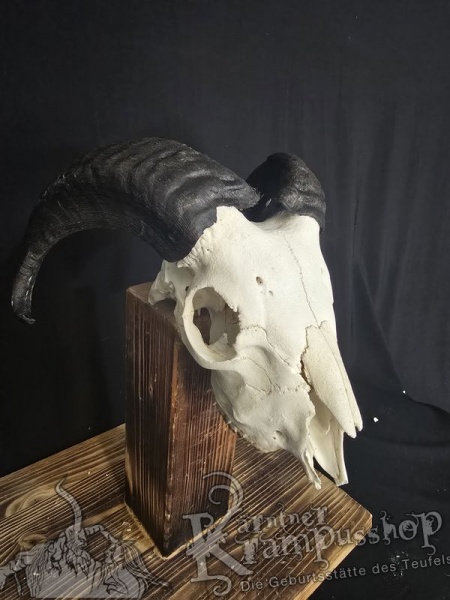 Haidschnucken Schädel