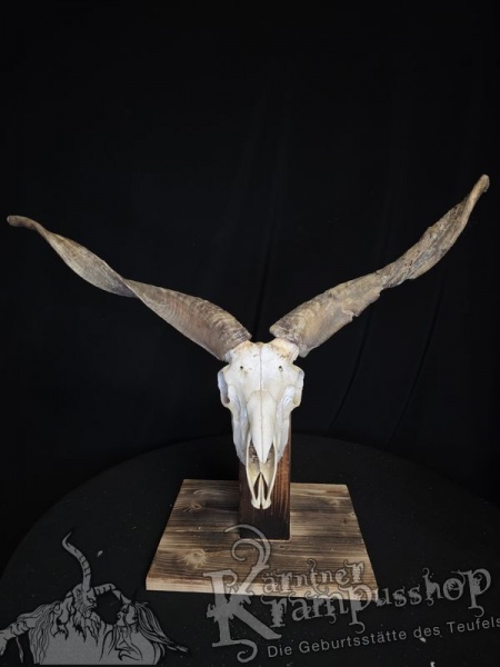 Zackelschaf Trophäe