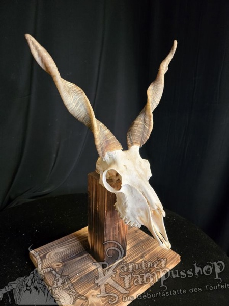 Zackelschaf Trophäe