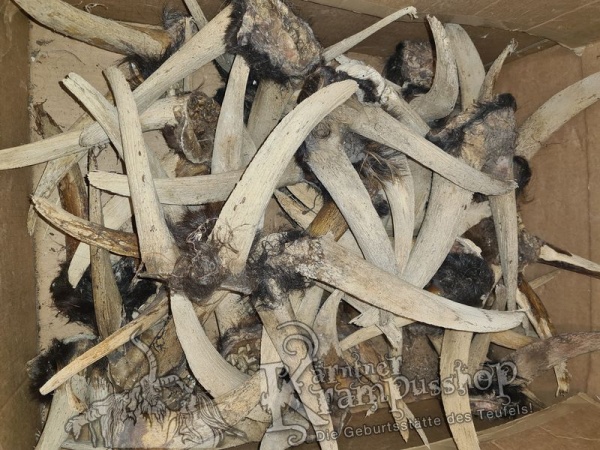 Ziegenbock Schädel Bastelknochen