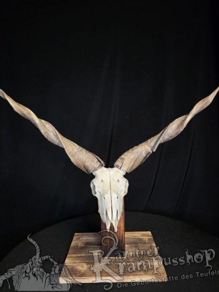 Zackelschaf Trophäe