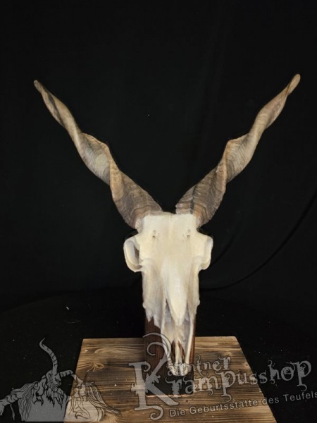 Zackelschaf Trophäe