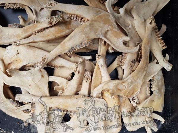Kieferknochen Kiefer Naturfarbe