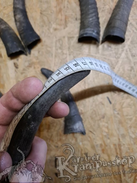 1 Paar Gaißhörner bis 20cm