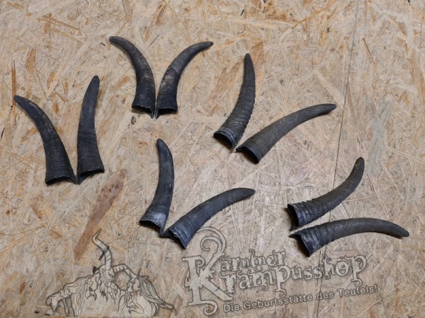 1 Paar Gaißhörner bis 20cm