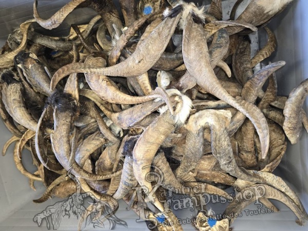 ANGEBOT Bockhörner mit Schädel Gemischt