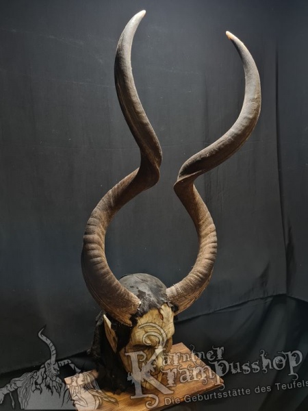 Kuduhörner Einzelstück