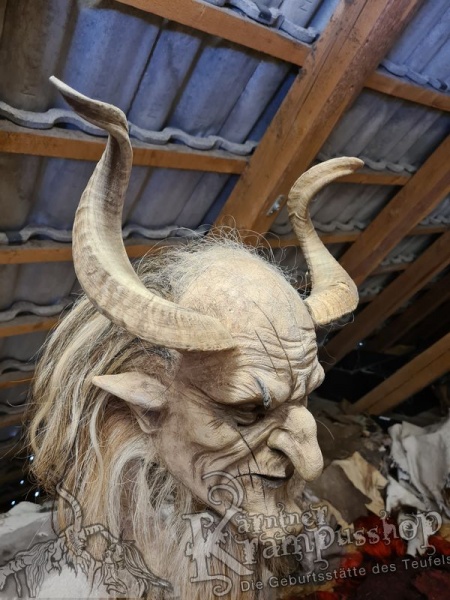 Afrikanische Widder mittlere Grösse