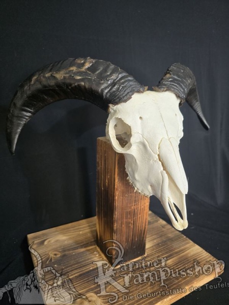 Haidschnucken Schädel