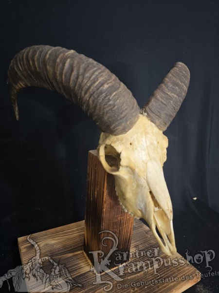Mufflontrophäe