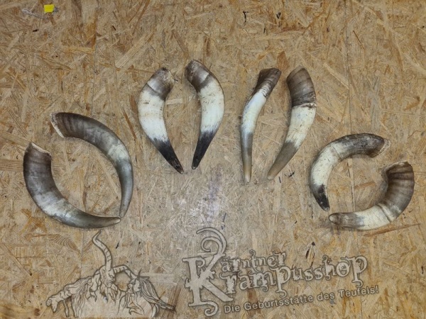 1 Paar Kuhhörner Gross