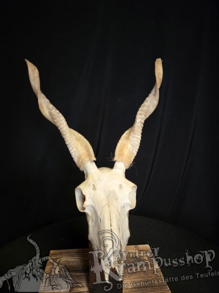 Zackelschaf Trophäe