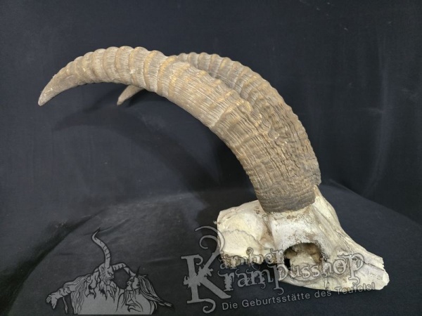 Pferdeantilope Einzelstück