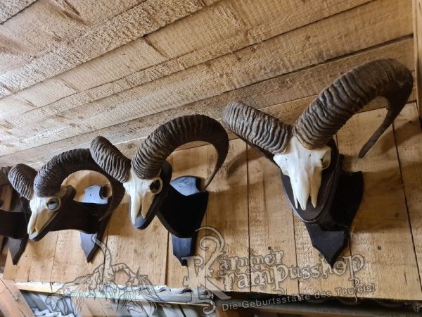 Mufflon Trophäe mit Wandschild