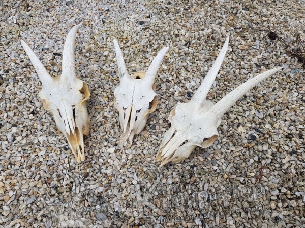 Ziegenbock Schädelknochen