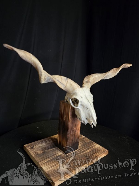 Zackelschaf Trophäe