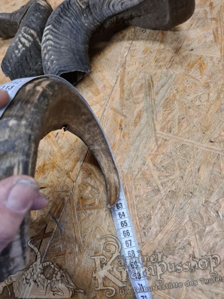 Widder Dunkel bis 60cm