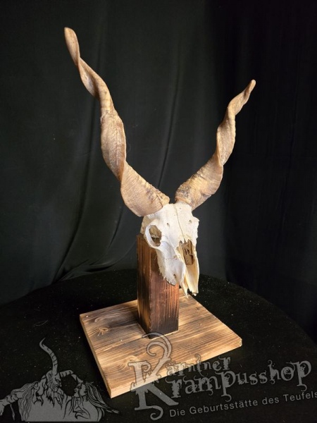 Zackelschaf Trophäe